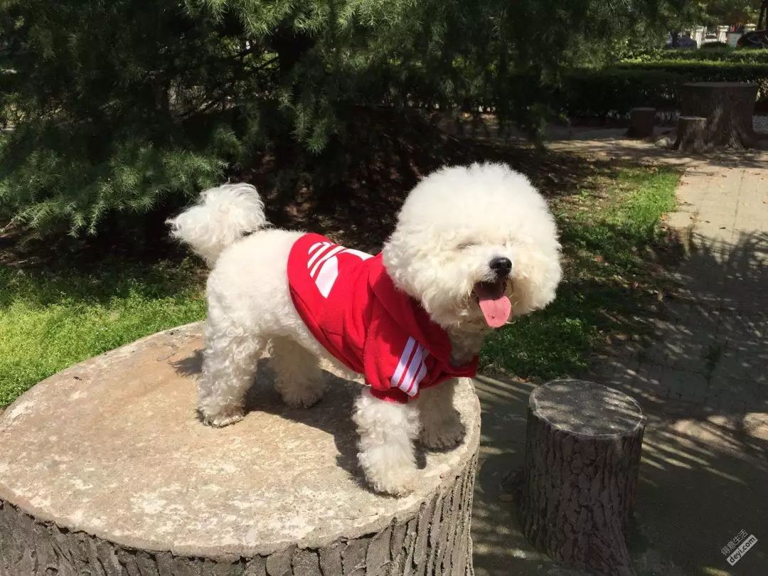 比熊犬怎么才能养好,比熊犬为什么不建议养泰迪