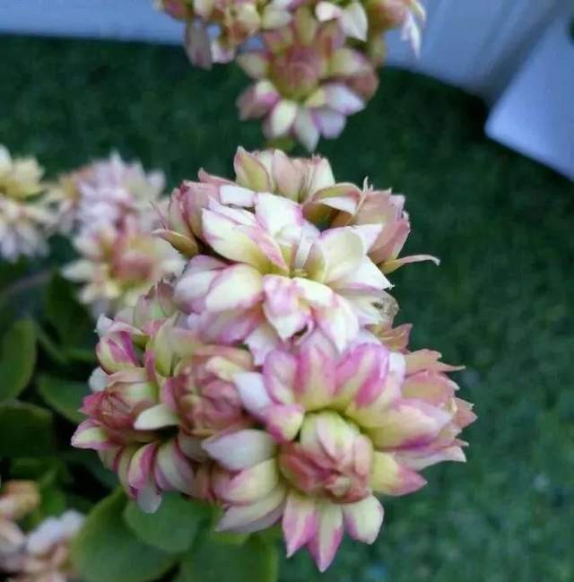 单瓣长寿花品种大全图,长寿花单瓣最好看的品种