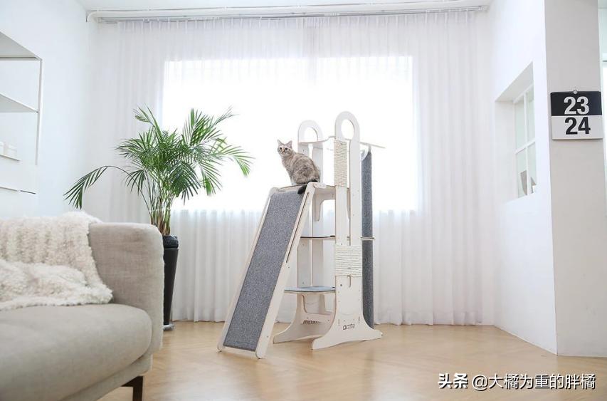 猫爬架危险,猫咪从猫爬架摔下来有事吗