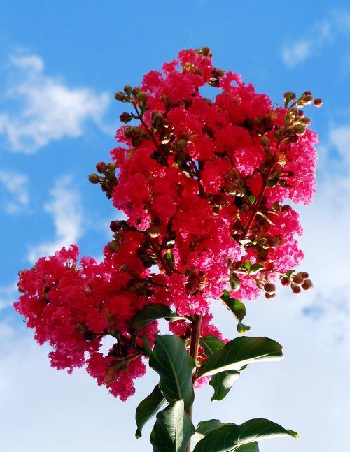 盘点史上最全中国各城市市花,中国各个地方的市花