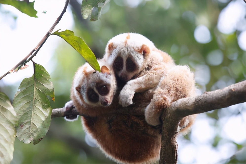 盘点那些比你想象中还可爱的动物,你可能从未听说过的六种可爱动物