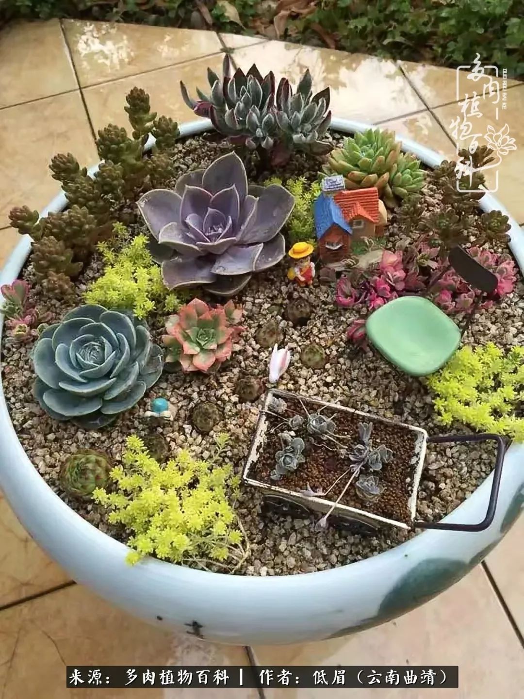 多肉看多了审美疲劳,今晚上点不一样的野味