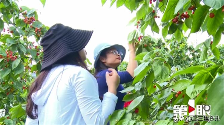都说樱桃有虫子樱桃到底能不能吃,樱桃泡出来虫子是什么