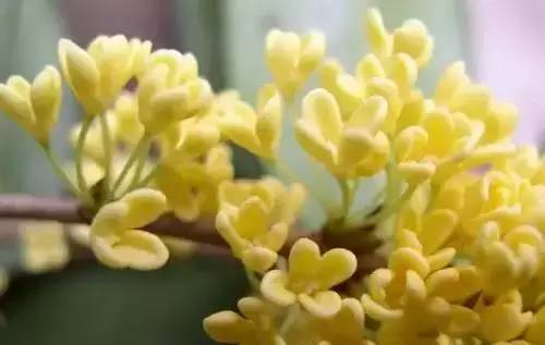 全国56个城市的市花,全国56个城市市花一览