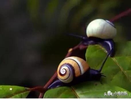 非洲最漂亮的蜗牛,世界上最美丽的珍珠蜗牛