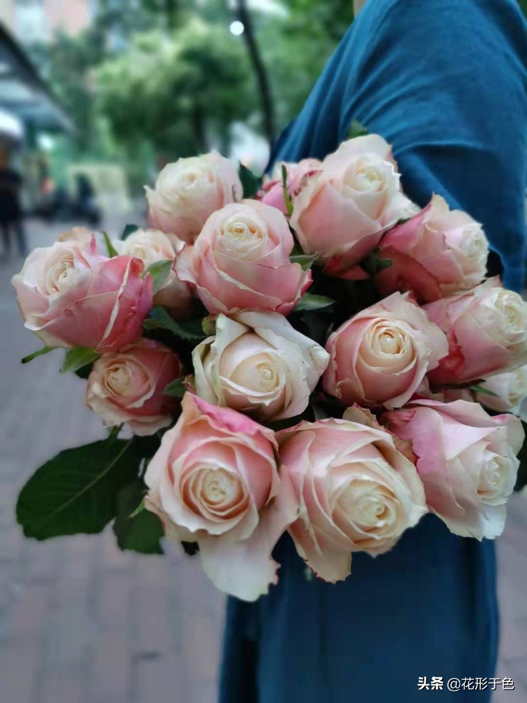 玫瑰花品鉴介绍,带你认识玫瑰品种