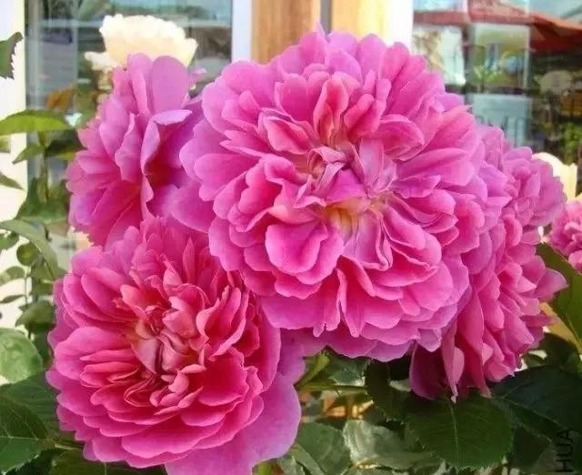 每天学习一点点——100种玫瑰品种科普