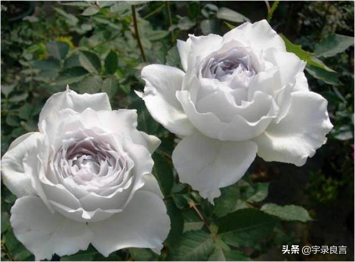 很有深意的句子，有些东西，并不是越浓越好，要恰到好处