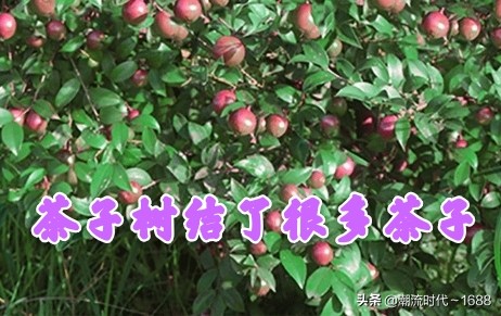 仔猪拉稀用什么药物治疗好,用上它会快速治好