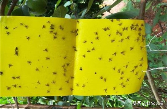 蜂糖李如何防治果实蝇效果最好,北方果蔬大棚樱桃果实蝇防治技术