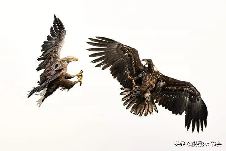 尼康拍野生动物,这位摄影师