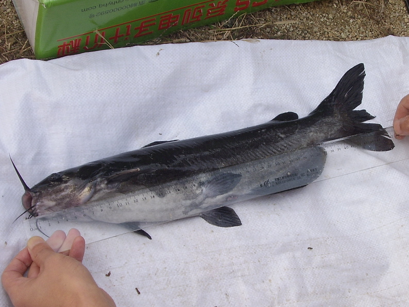 网箱养殖斑点叉尾鮰实用操作技术,工厂化养殖斑点叉尾鱼的方法