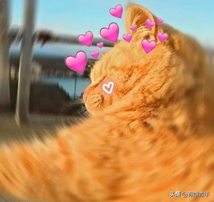 好不容易养大的猫被猪拱了,猫为什么喜欢被猪拱