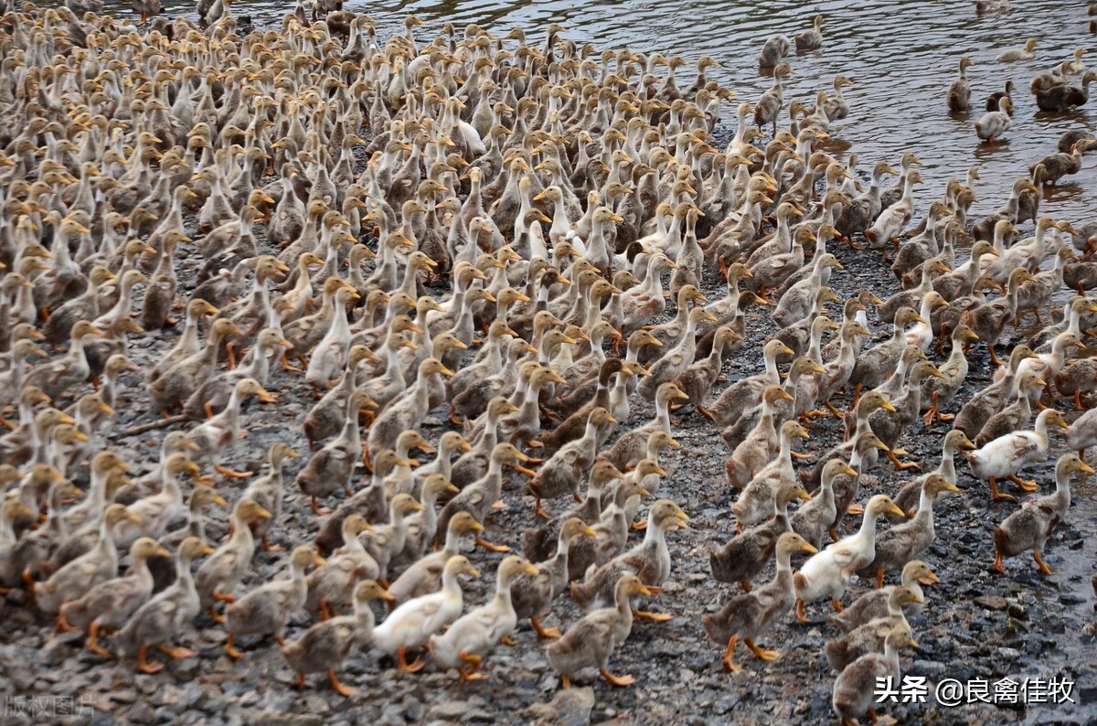 鸭疫有特效药治疗吗,鸭新城疫用什么药