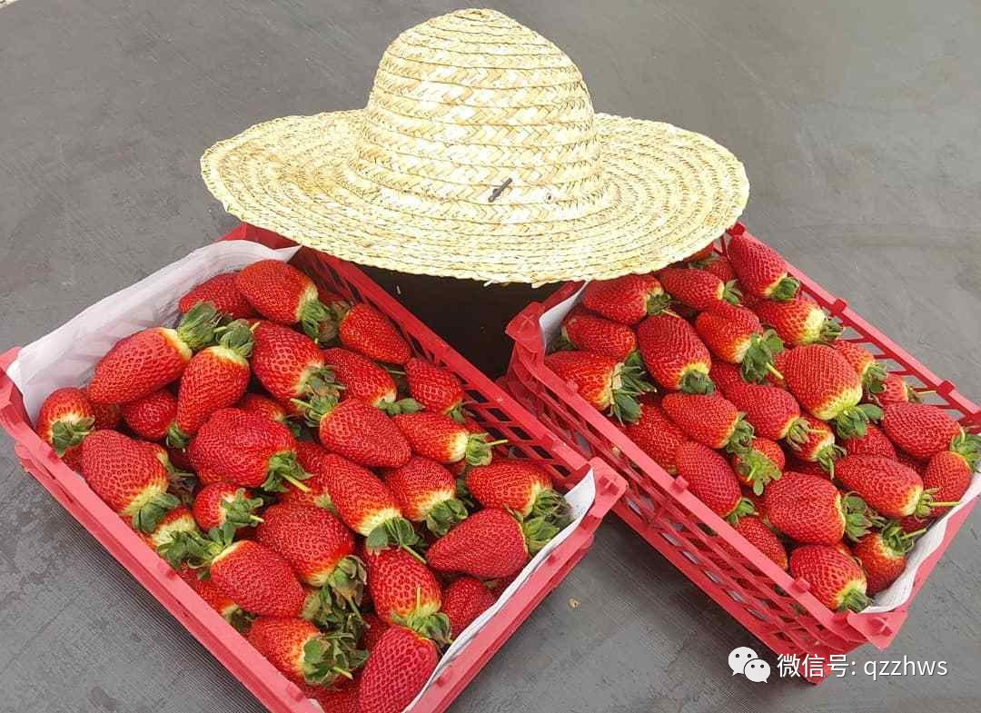 新型草莓立体温室大棚大全,温室大棚立体种植草莓