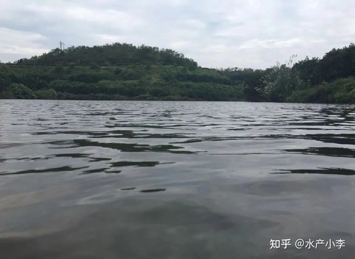 草鱼苗烂身怎么回事,池塘养殖草鱼烂身病如何治疗