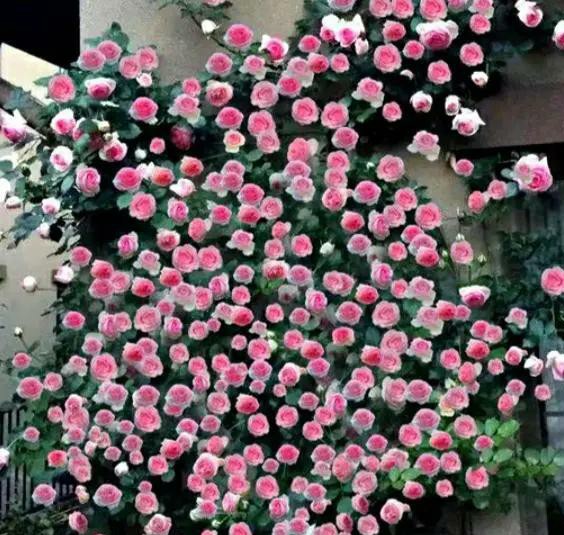 四种高颜值爬藤月季花,名贵十大爬藤月季超大花