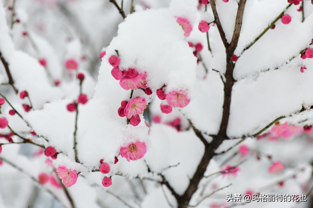 花园里四季常青的树,花园里四季都绿的植物