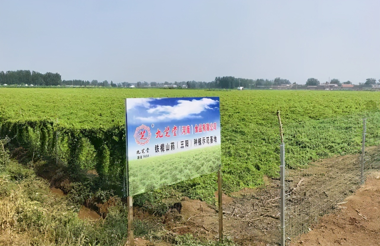 吃了那么多年山药，原来只是在吃菜，不懂山药真的买不到好山药