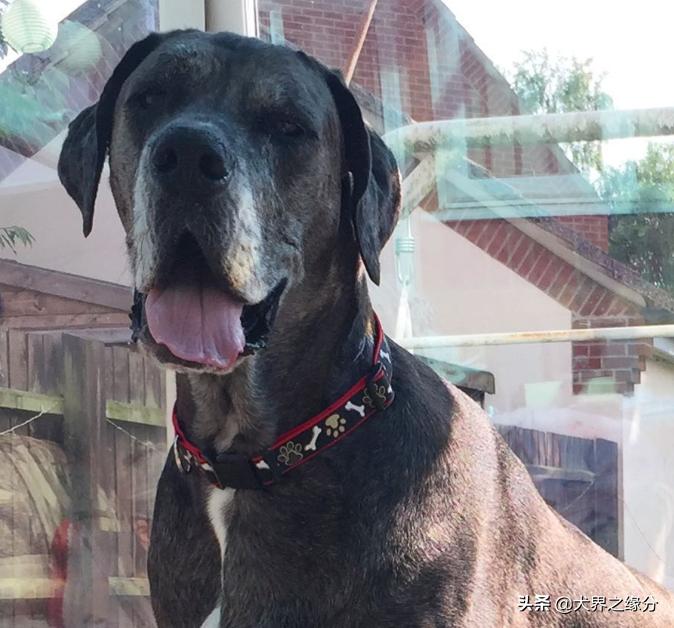 世界上最大的狗但是一点也不凶猛,世界上最大的狗身高可达2.3米