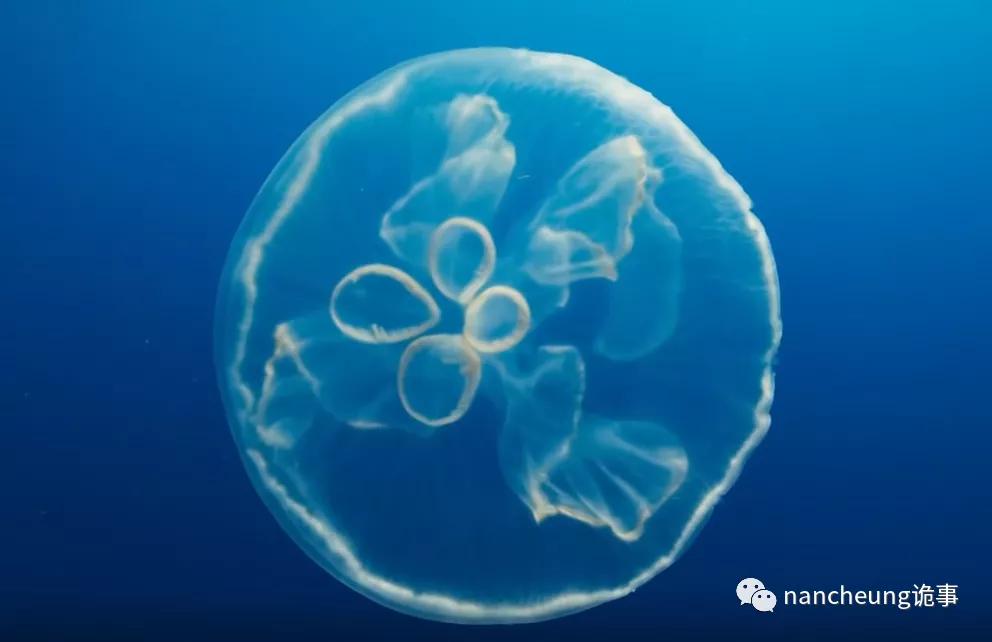 深海迷航第49天神秘生物,深海海底神秘的10种生物