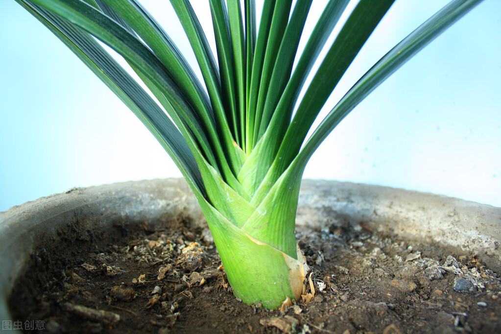 君子兰换盆要不要把老土全部换掉,老花匠给君子兰换盆的口诀