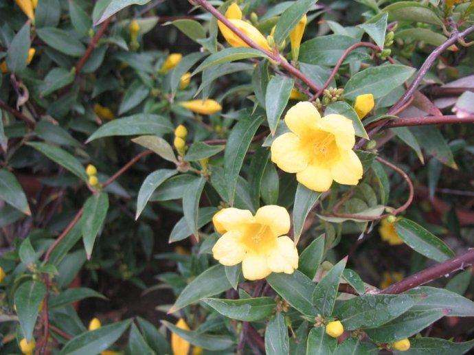 开花很香的4种花,香味最浓的十种花