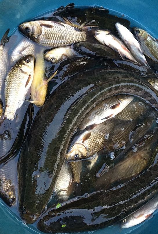 海南野生刀鳅鱼,野生刀鳅鱼