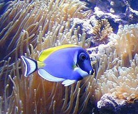 十大最好看的观赏鱼图片大全,十种最漂亮的观赏鱼图片