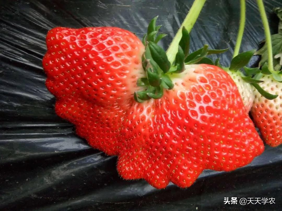 丑果卖不了好价钱!草莓畸形果这么多,怎么产生的?该如何避免?