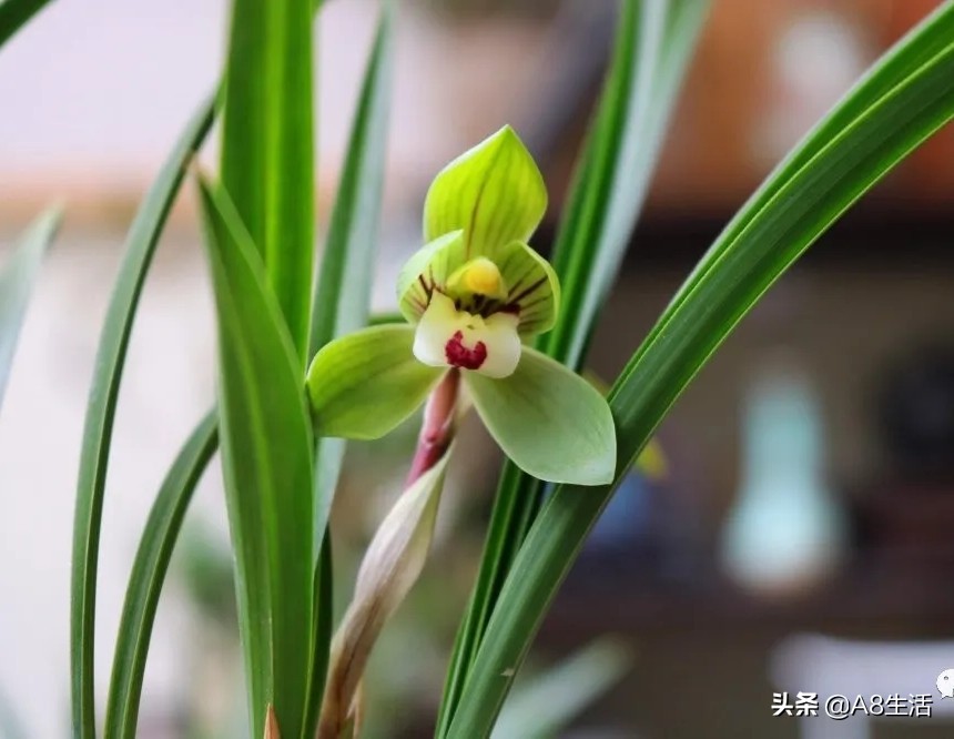 每日一品栏目,每日一品七律