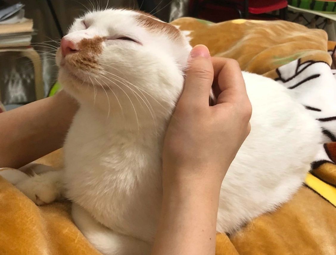 怎么给猫刷牙是正确的,给猫刷牙的正确方式