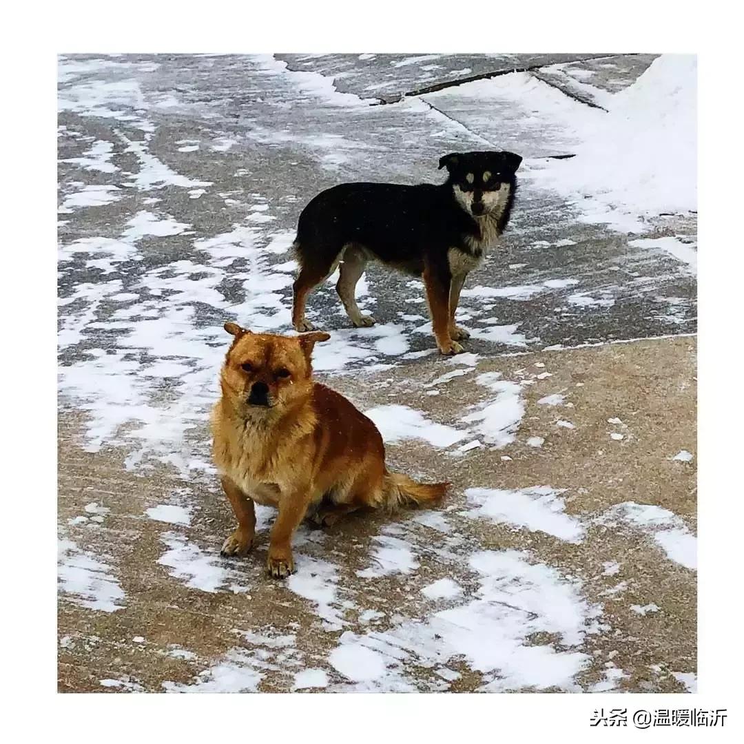 雪后的临沭小城，美得令人窒息