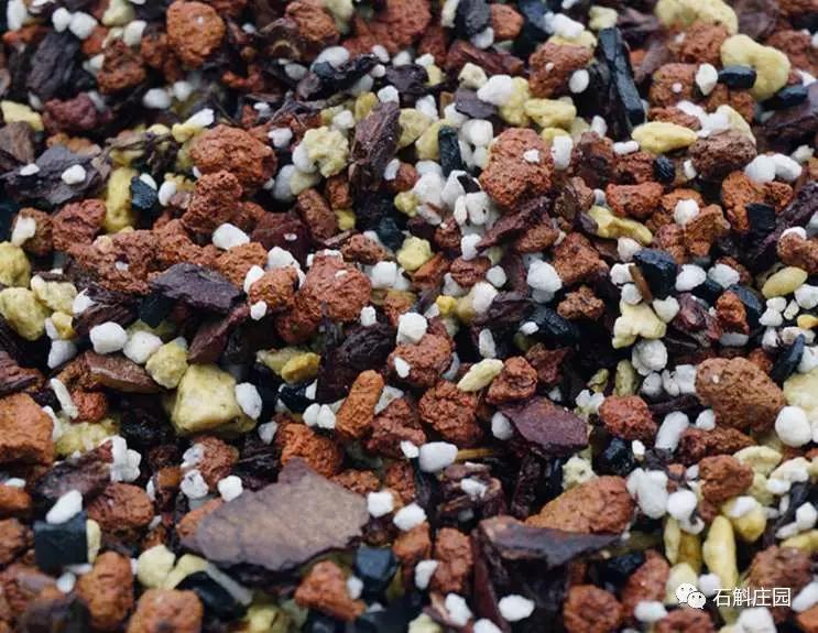 种植石斛兰的正确方法,石斛兰如何种植长得好看