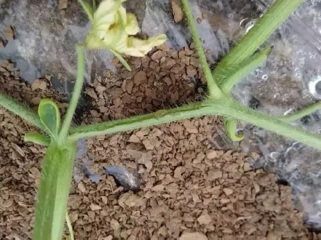 西瓜藤蔓卷曲是怎么回事,西瓜蔓开裂是什么原因