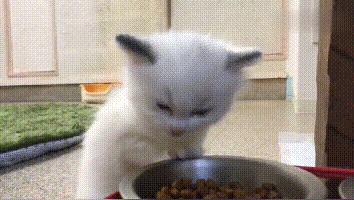 新手养猫铲屎官攻略,猫咪铲屎官新手教程