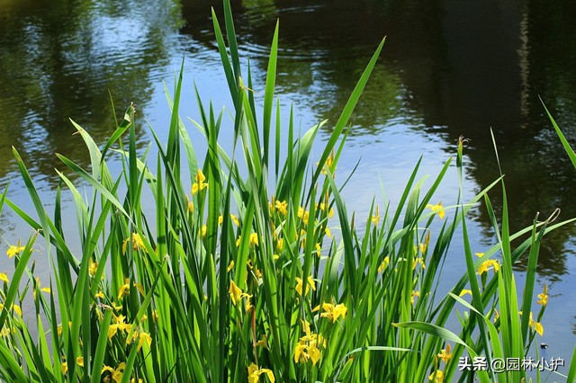 端午节驱五毒的寓意,端午节用什么植物驱邪去病