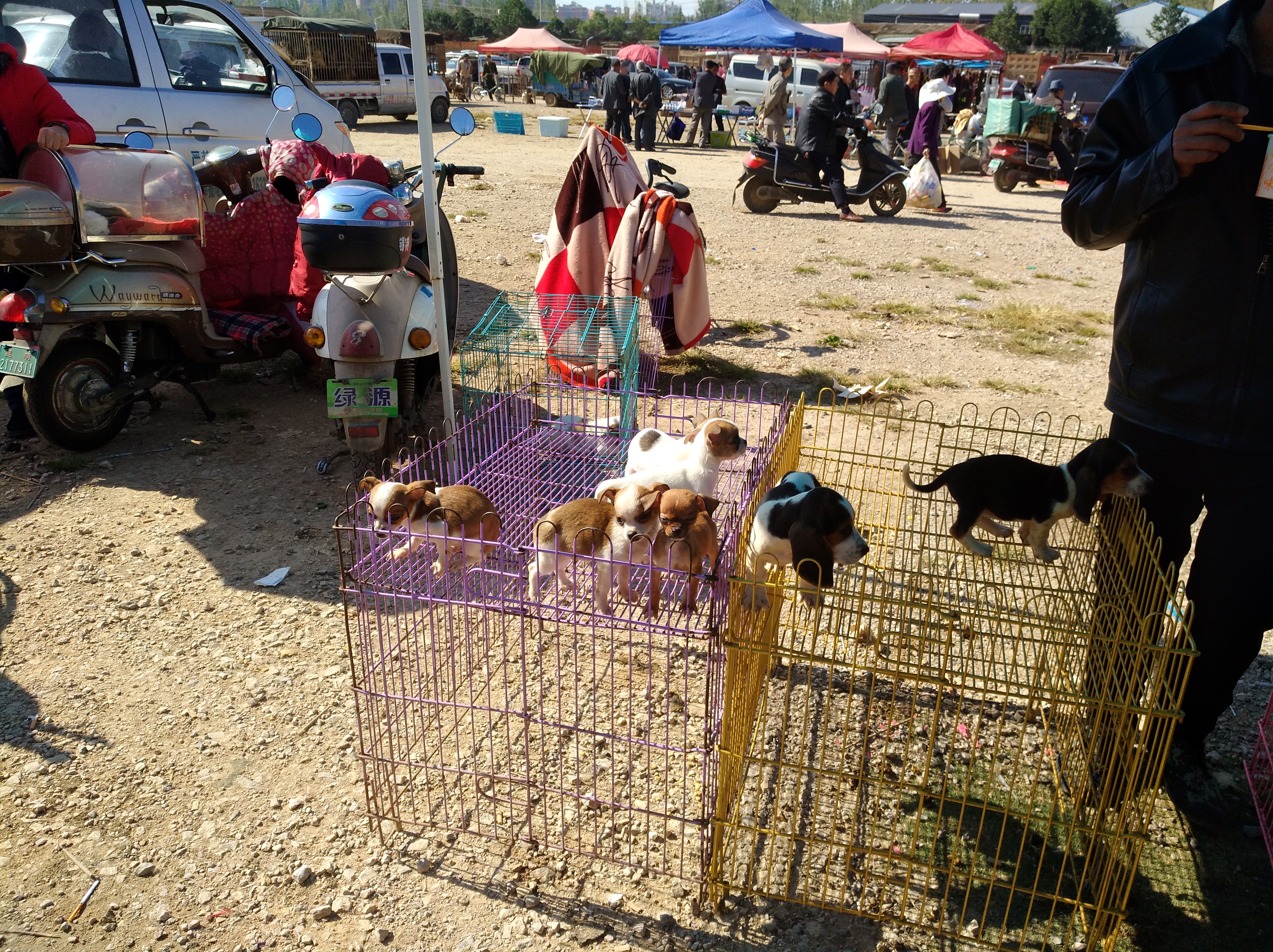 找代理卖宠物狗靠谱吗,网上买宠物狗要注意什么