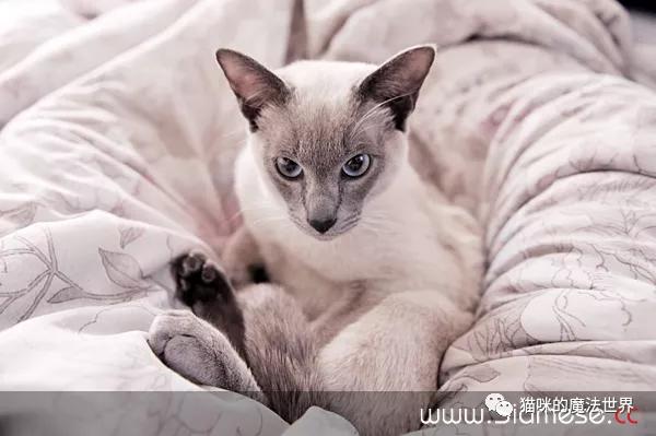猫咪品种大盘点3：暹罗猫