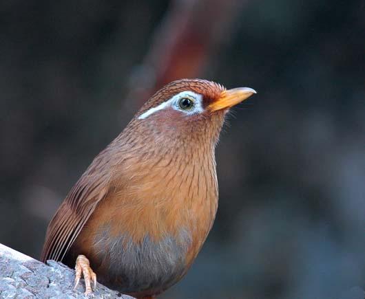 养生眉跟雾眉,养生纹眉