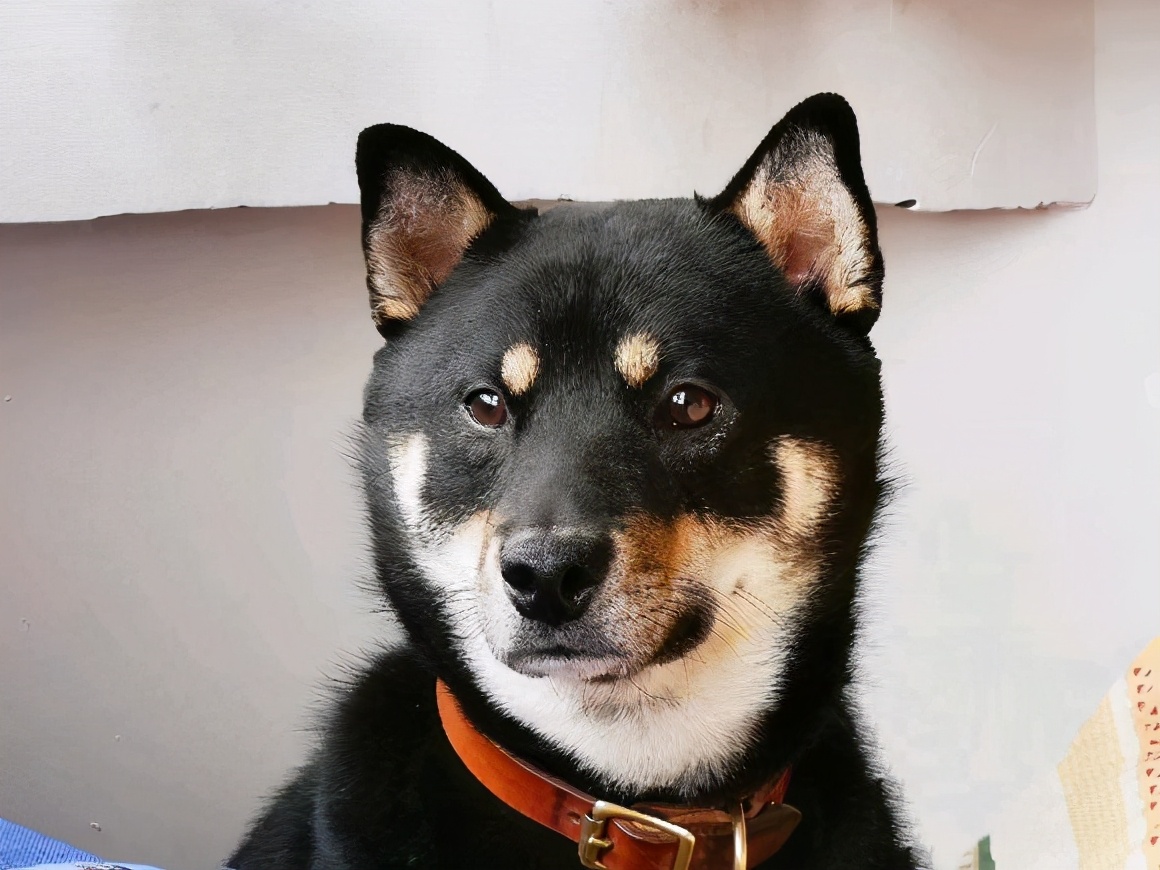 国产犬是哪些好养不生病的狗,最好看的四大品种的狗狗