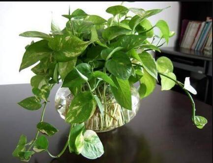 绿萝怎样养才不烂根和黄叶,绿萝如何浇水可以防止烂根黄叶