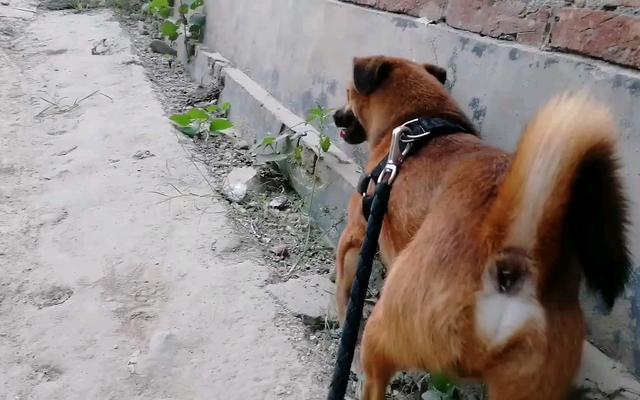 狗狗发情期不可忽视,做好控制,不让狗狗生病