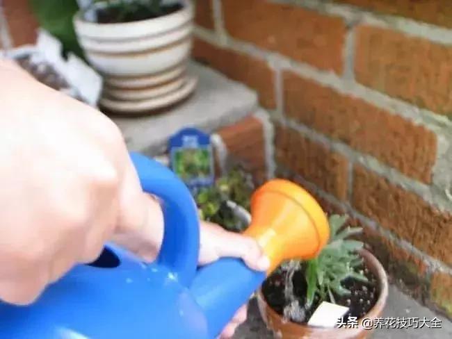 生姜可以直接埋花盆的土里保存吗,生姜在沙里发芽可以直接种植吗