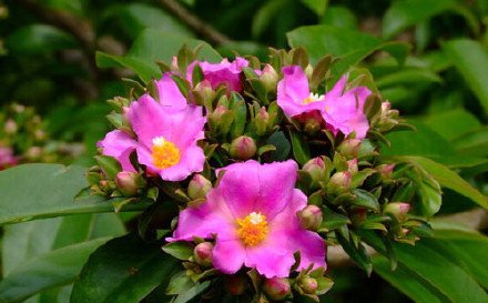 仙人掌开花美图,仙人掌介绍60多种独特的仙人掌