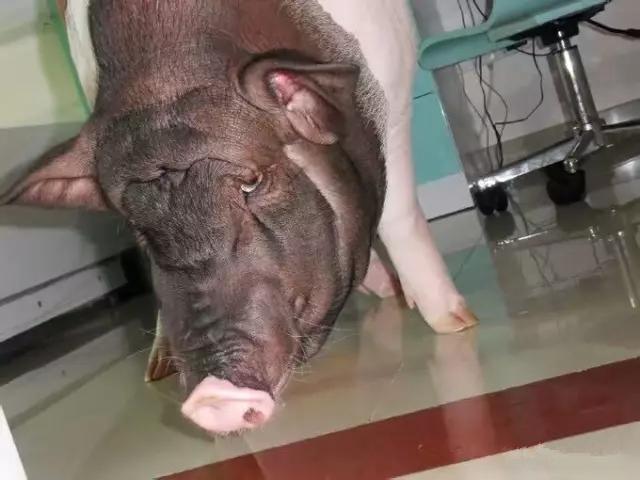 小香猪养到300斤商家表示可以退货,给女儿买的小香猪长到140斤