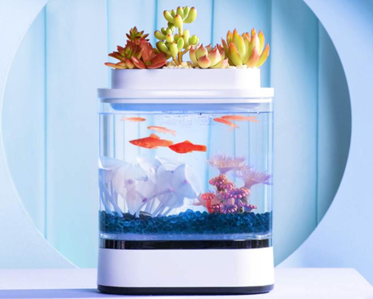 透明小型鱼缸可以养鱼吗,小型鱼缸养鱼知识