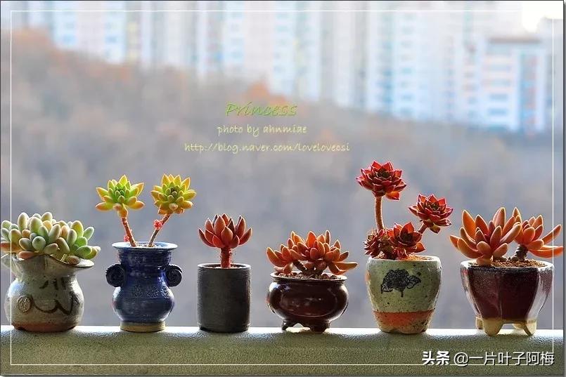 哪些多肉适合养老桩?多肉老桩摆窗台最精致了,看一眼就忘不了