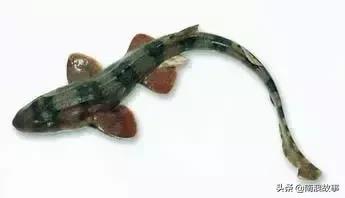 潮汕海鲜大全带图片,十大最好海鲜鱼