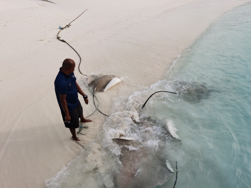 马累市区周边浮潜,马累本岛浮潜
